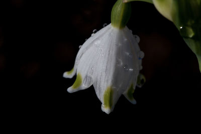 Close-up of raindrops on white rose flower