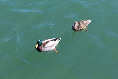 View of swimming in water