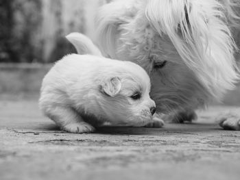 Close-up of puppy