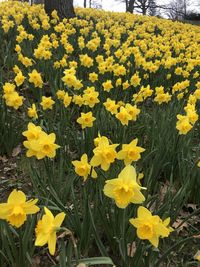 High angle view of yellow flowering plants on field