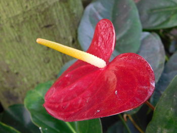 Close-up of red flowering plant