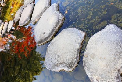 Close-up of snow on plants against sky