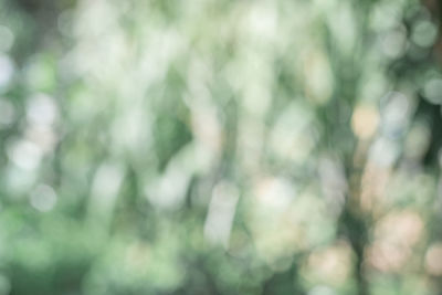 Defocused image of plants