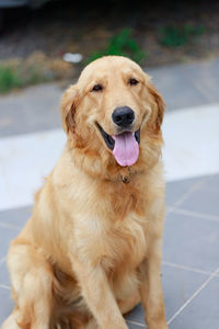 Portrait of golden retriever