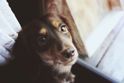 Brown dog by glass door looking at camera