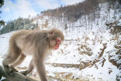 Japanese macaque on wood during winter