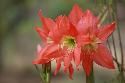 Close-up of red flowering plant