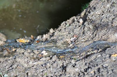 Close-up of turtle on land