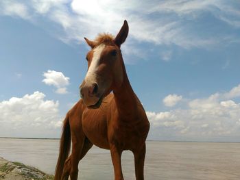 Horse standing on beach against sky