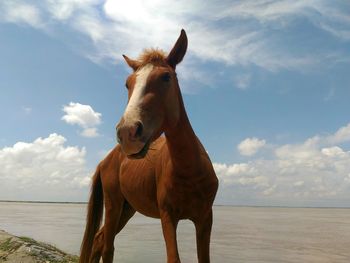 Horse standing on beach against sky