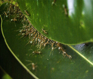 High angle view of lizard on plant