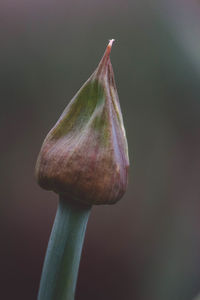 Close-up of flower bud