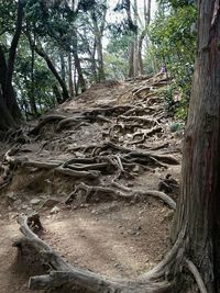 Trees in forest