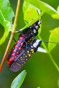 Close-up of insect on plant