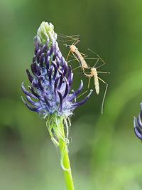 Close-up of insect on purple flower