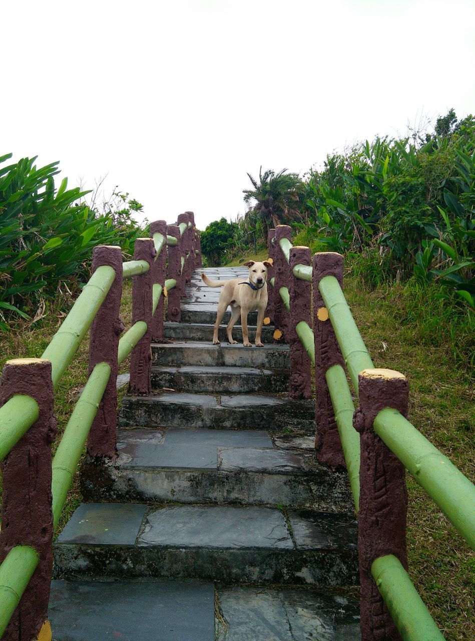 tree, steps, plant, domestic animals, mammal, built structure, animal themes, growth, one animal, low angle view, steps and staircases, architecture, staircase, green color, clear sky, railing, day, outdoors, sky, no people