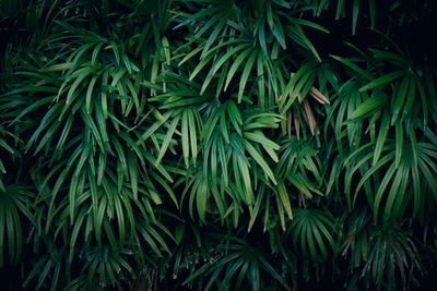 Full frame shot of tree