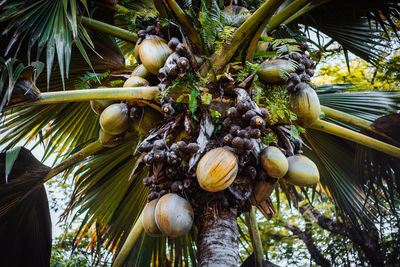 Low angle view of coconut palm tree