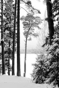 Trees in forest during winter