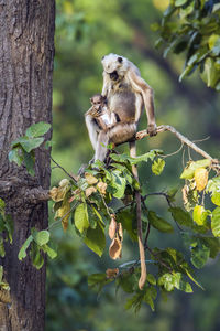 Monkey sitting on branch