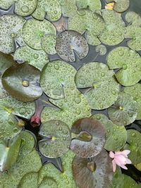 High angle view of lily pads in lake