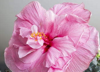 Close-up of pink rose flower