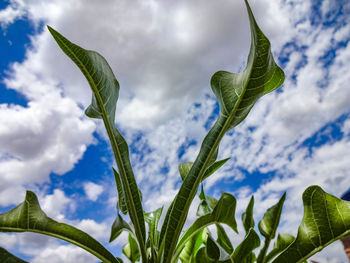 Low angle view of fresh green leaves against sky