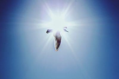 Low angle view of seagulls flying in the sky