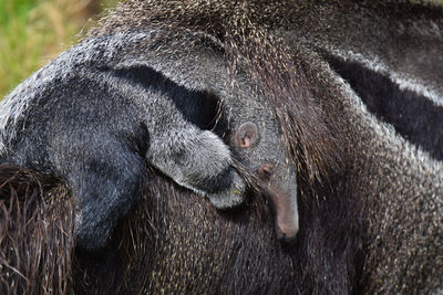 Close-up of monkey