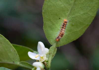 Close-up of insect on flower