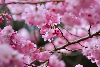 Close-up of pink cherry blossoms in spring