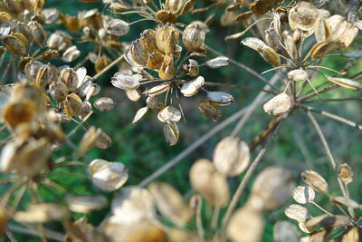 Close-up of white flowering plant