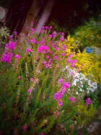 Close-up of pink flowering plant