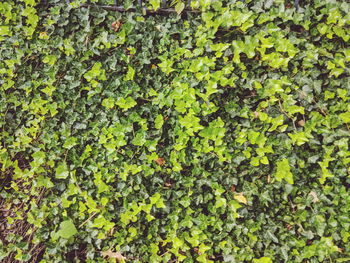 Full frame shot of ivy growing on plant
