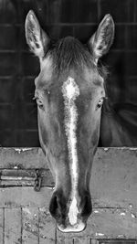 Close-up portrait of horse in stable