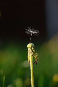 Close-up of dandelion on plant