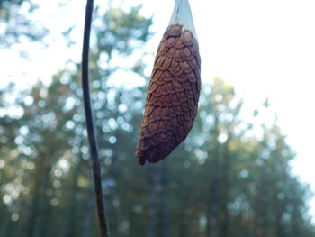 Close-up of butterfly on tree trunk