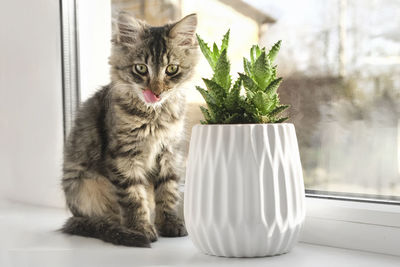 Cat sitting on a window houseplants. kitten and home plant. for veterinary clinics, sites about cats