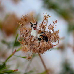 Close-up of a cat on flower