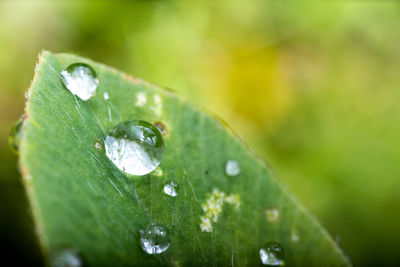 Close-up of raindrops on leaves