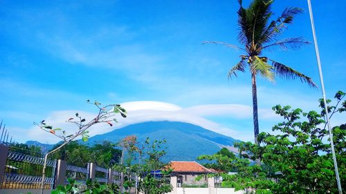 Low angle view of palm trees and plants against sky