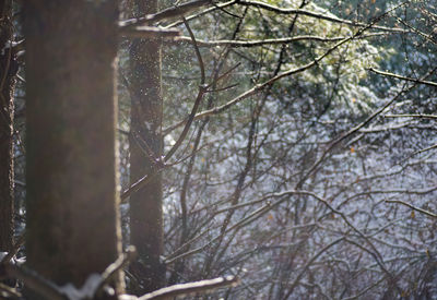 Close-up of bare tree in winter