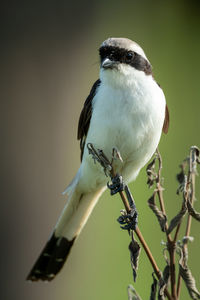 Male grey-backed fiscal on bush eyes camera