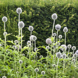 White flowering plants in garden