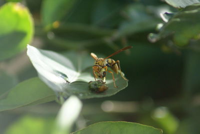 Close-up of insect with prey on leaf
