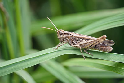 Close-up of grasshopper on leaf