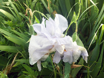 plant