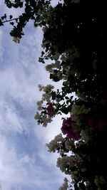 Low angle view of tree against sky