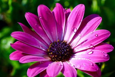 Close-up of raindrops on pink flower