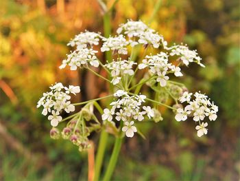 Close-up of white flowering plants on field